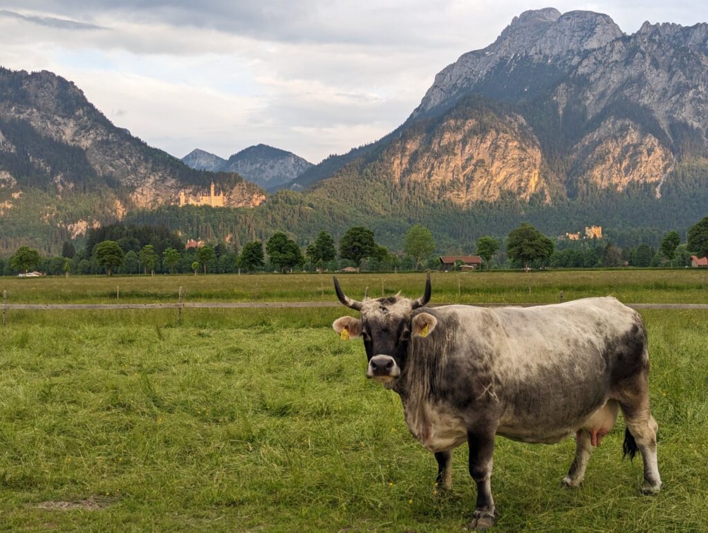 A cow with a grey and white coat stands in a grassy field, looking at the camera. The backdrop features a row of trees and rugged mountains under an overcast sky with germany's neuschwanstein castle lit in a glowly light.